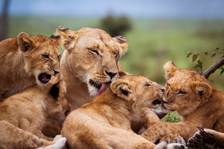 Lions have developed a social system based on teamwork within the pride.
