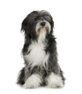Tibetan Terrier in front of a white background